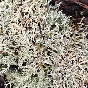Unverified Lichen at Crowther, NSW - Today by Frecko