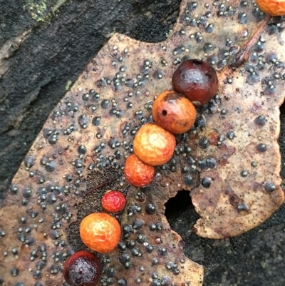 Unverified Eucalyptus Gall at Crowther, NSW - Yesterday by Frecko