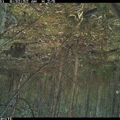 Wallabia bicolor (Swamp Wallaby) at Candelo, NSW - 31 Oct 2024 by alexandraseddon