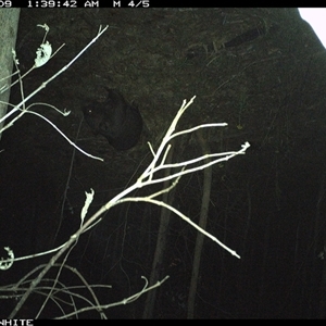 Vombatus ursinus (Bare-nosed Wombat) at Candelo, NSW - 9 Nov 2024 by alexandraseddon
