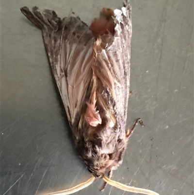 Oxycanus antipoda (Late Oxycanus) at Crowther, NSW - 9 Jun 2025 by Frecko