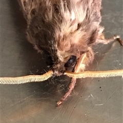 Oxycanus antipoda at Crowther, NSW - 9 Jun 2025 10:51 AM