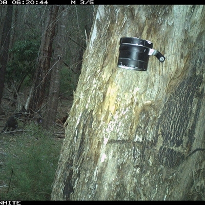 Wallabia bicolor (Swamp Wallaby) at Bermagui, NSW - 8 Oct 2024 by TheCrossingLand