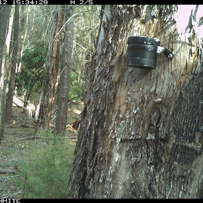 Cormobates leucophaea (White-throated Treecreeper) at Bermagui, NSW - 12 Oct 2024 by TheCrossingLand