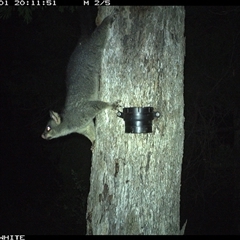Trichosurus vulpecula (Common Brushtail Possum) at Bermagui, NSW - 1 Dec 2024 by TheCrossingLand