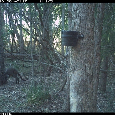 Wallabia bicolor (Swamp Wallaby) at Bermagui, NSW - 10 Oct 2024 by TheCrossingLand