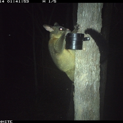Trichosurus vulpecula (Common Brushtail Possum) at Bermagui, NSW - 14 Oct 2024 by TheCrossingLand