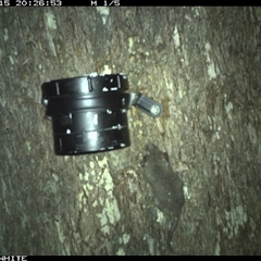Cercartetus nanus (Eastern Pygmy Possum) at Bermagui, NSW - 15 Nov 2024 by TheCrossingLand