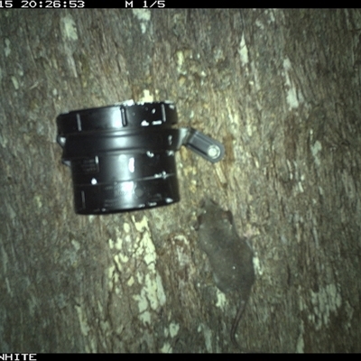 Cercartetus nanus (Eastern Pygmy Possum) at Bermagui, NSW - 15 Nov 2024 by TheCrossingLand