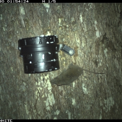 Antechinus agilis (Agile Antechinus) at Bermagui, NSW - 30 Nov 2024 by TheCrossingLand