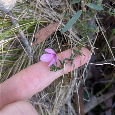 Tetratheca bauerifolia (Heath Pink-bells) at Paddys River, ACT - Yesterday by WalterEgo