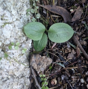 Unverified Orchid at Cotter River, ACT - Today by WalterEgo