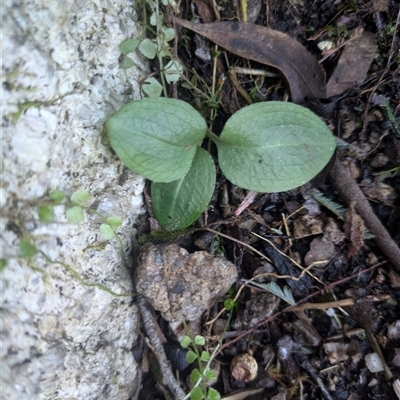 Pterostylidinae (greenhood alliance) (A Greenhood) at Cotter River, ACT - 10 Jun 2025 by WalterEgo