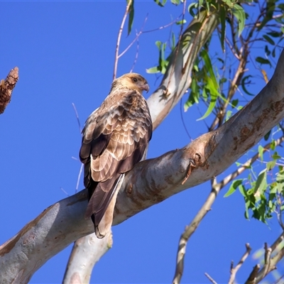 Haliastur sphenurus at Welsby, QLD - 18 May 2025 by jb2602