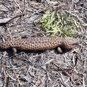 Tiliqua rugosa aspera at suppressed - suppressed