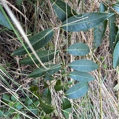 Rhodomyrtus psidioides at Caparra, NSW - 10 Jun 2025 02:50 PM