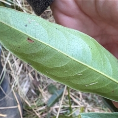 Rhodomyrtus psidioides at Caparra, NSW - 10 Jun 2025 02:50 PM