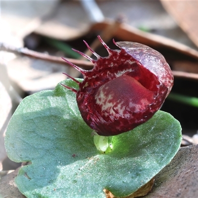 Corybas (Genus) by Snowflake