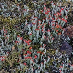 Cladonia sp. (genus) at Denman Prospect, ACT - 10 Jun 2025 by Kenp12