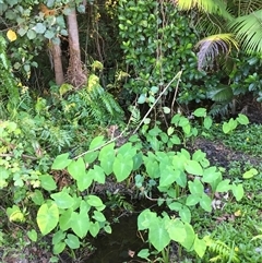 Colocasia esculenta var. aquatilis (taro (indigenous)) at Manunda, QLD - 12 Jan 2025 by JasonPStewartNMsnc2016