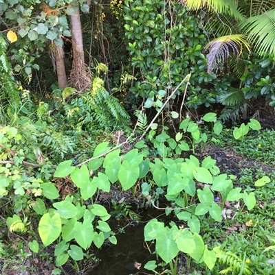 Colocasia esculenta var. aquatilis (taro (indigenous)) at Manunda, QLD - 12 Jan 2025 by JasonPStewartNMsnc2016