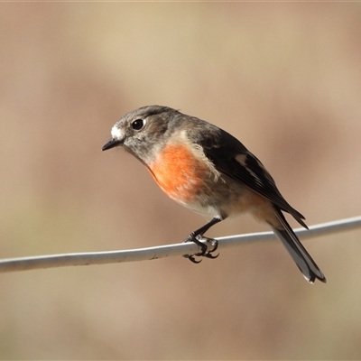 Petroica boodang (Scarlet Robin) at Kambah, ACT - 10 Jun 2025 by LineMarie