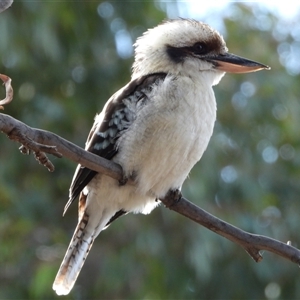 Dacelo novaeguineae (Laughing Kookaburra) at Kambah, ACT - 10 Jun 2025 by LineMarie
