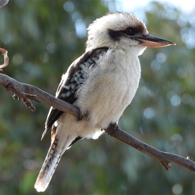 Dacelo novaeguineae (Laughing Kookaburra) at Kambah, ACT - 10 Jun 2025 by LineMarie