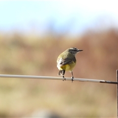 Acanthiza chrysorrhoa (Yellow-rumped Thornbill) at Kambah, ACT - 10 Jun 2025 by LineMarie
