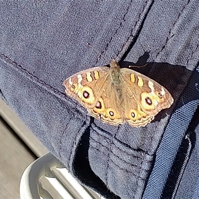 Junonia villida (Meadow Argus) at Symonston, ACT - 3 Jun 2025 by CallumBraeRuralProperty