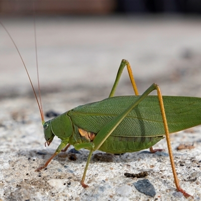 Torbia viridissima (Gum Leaf Katydid) at Parkes, ACT - 8 May 2025 by JonSteinbeck