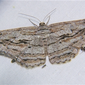 Scioglyptis loxographa (Light Grey Bark Moth) at Bolivia, NSW - 4 Nov 2009 by PJH123