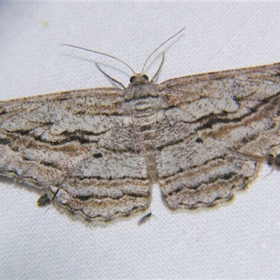 Scioglyptis loxographa (Light Grey Bark Moth) at Bolivia, NSW - 4 Nov 2009 by PJH123