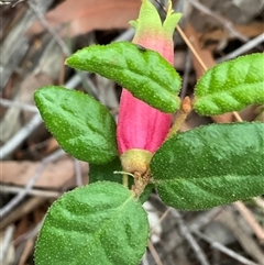 Correa reflexa (Common Correa, Native Fuchsia) at Ulladulla, NSW - 10 Jun 2025 by Jennybach