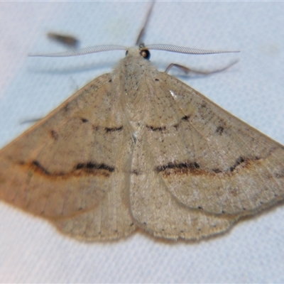 Nearcha aridaria (Desert Nearcha (Oenochrominae) at Bolivia, NSW - 4 Nov 2009 by PJH123