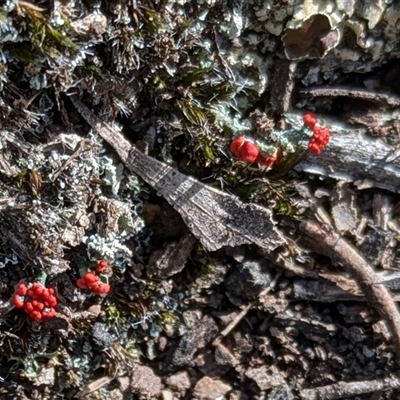 Unverified Lichen at Sutton, NSW - 7 May 2025 by Marchien