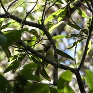 Machaerirhynchus flaviventer at Julatten, QLD - 4 Jun 2025 by mroseby