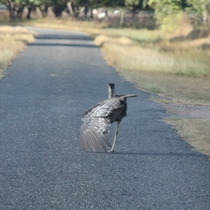 Ardeotis australis (Australian Bustard) at Mount Molloy, QLD - 4 Jun 2025 by mroseby
