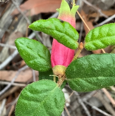 Correa reflexa var. speciosa at Ulladulla, NSW - 10 Jun 2025 by Jennybach