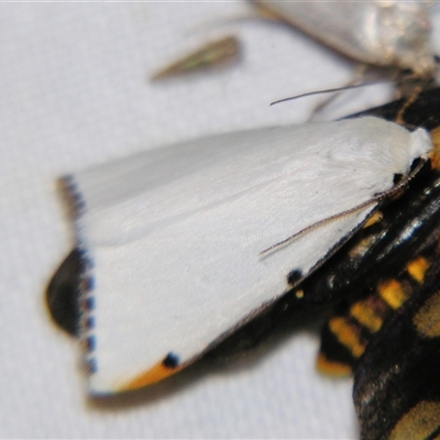 Termessa nivosa (Snowy Footman) at Bolivia, NSW - 4 Nov 2009 by PJH123