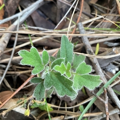 Xanthosia pilosa (Woolly Xanthosia) at Ulladulla, NSW - Today by Jennybach