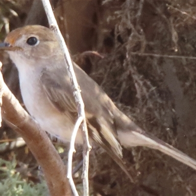 Petroica goodenovii (Red-capped Robin) at Keri Keri, NSW - 25 Mar 2025 by RobParnell