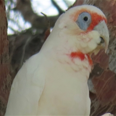 Cacatua tenuirostris (Long-billed Corella) at Hay, NSW - 25 Mar 2025 by RobParnell