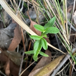 Opercularia aspera (Coarse Stinkweed) at Ulladulla, NSW - 10 Jun 2025 by Jennybach