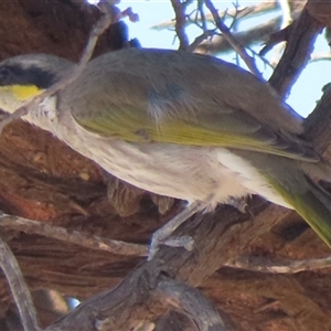Gavicalis virescens at Yamba, SA - 26 Mar 2025 02:42 PM