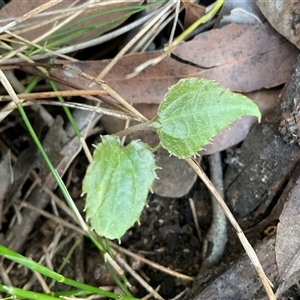 Clematis (genus) at Ulladulla, NSW - 10 Jun 2025 by Jennybach