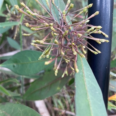 Dodonaea triquetra (Large-leaf Hop-Bush) at Ulladulla, NSW - 10 Jun 2025 by Jennybach