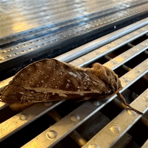 Oxycanus australis at Summerlands, VIC - 10 Jun 2025 04:29 PM