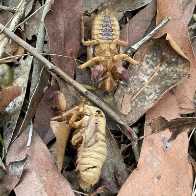 Psaltoda moerens at Ulladulla, NSW - 10 Jun 2025 by Jennybach