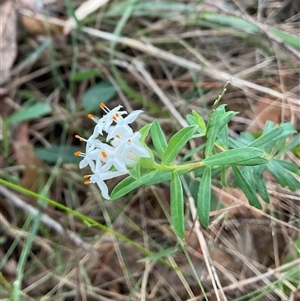 Pimelea linifolia at Ulladulla, NSW - 10 Jun 2025 by Jennybach